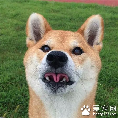 没有最可爱，只有更可爱*^o^*