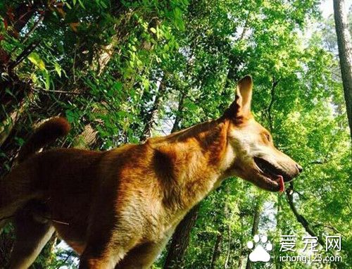 狗狗突然发狂对着男子脚边狂咬 只为救主人