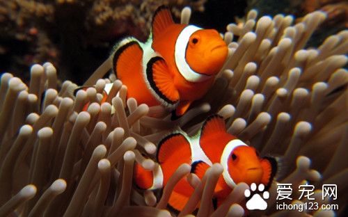 热带鱼喂多了怎么办 热带鱼的喂食量及喂食方法