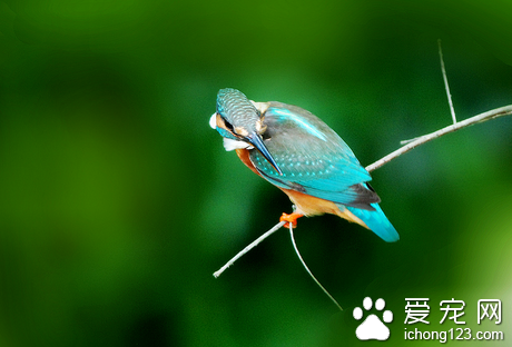 宠物鸟怎么养 首先应选购一只健康的宠物鸟