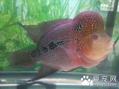 热带鱼如何过冬 热带鱼过冬需要注意的事项