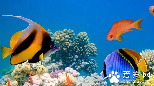 适合家庭养的热带鱼 适合冬季家庭饲养的观赏鱼