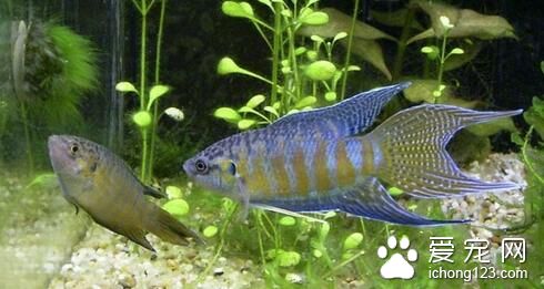 热带鱼属于风水鱼吗 风水鱼饲养注意事项