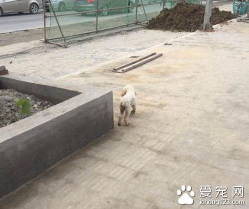 夜骑捡到只泰迪 发现她被抛弃的原因太揪心