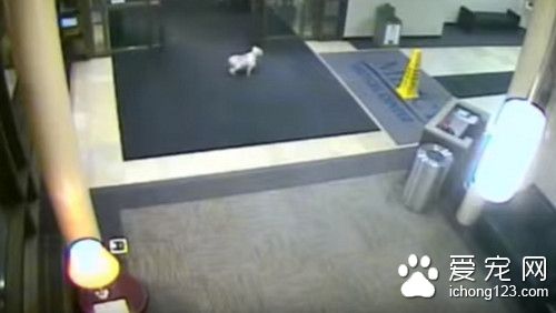 忠犬为见心爱的主人 不远千里仅凭气味找到医院