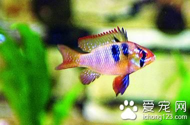 怎么给热带鱼换水 热带鱼饲养生活常识