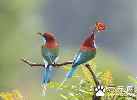 小鸟生病的症状 详解鸟儿常见疾病及症状
