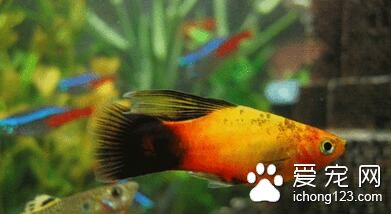 什么小型热带鱼好养 6种最好养的热带鱼