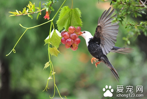 小鸟最怕得什么病  小鸟容易患上的4种疾病