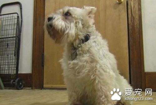 忠犬为见心爱的主人 不远千里仅凭气味找到医院