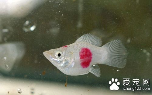 热带鱼烂嘴怎么治 热带鱼烂嘴需要注意事项