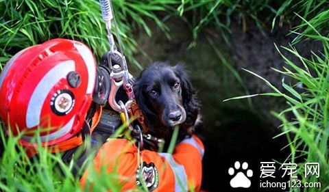 狗跌入深井里2周没人发现 它靠喝雨水活了下来