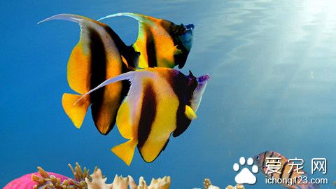 胎生的热带鱼有哪些 直接生小鱼的热带鱼