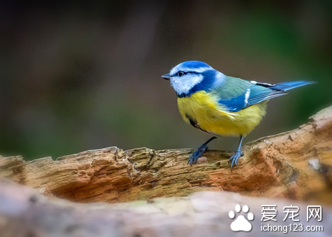 可以散养的鸟 时间不充裕的考虑饲养蜡嘴