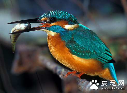 世界上寿命最短的鸟 翠鸟的寿命最短只有2年