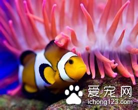 热带鱼加热棒多少度 热带鱼加热需要注意的事项