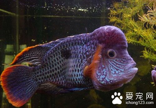 热带鱼几天换次水 热带鱼换水需要注意事项