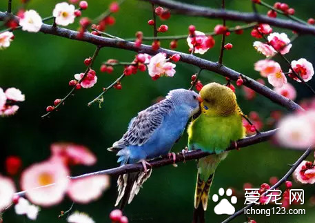 小鸟生病了怎么办 及时补充电解质按时喂药