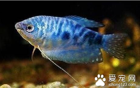 养热带鱼用什么水最好 详解热带鱼用什么水好