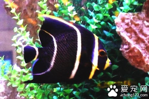 热带鱼如何喂养 热带鱼喂养要注意几点