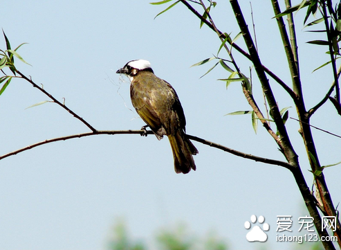 家里适合养什么鸟 可据个人喜好来选择鸟儿