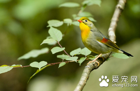 什么鸟比较好养 选择一些价格便宜又好养的鸟