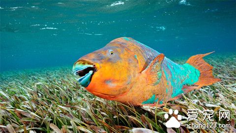 热带鱼什么时候睡觉 鱼其实也是要睡觉的