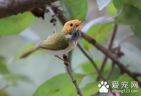 鸟的生活习性 大多数的鸟儿是飞翔的生活