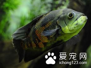 什么热带鱼不吃水草 九种不宜在水草饲养的鱼