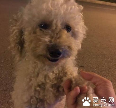 夜骑捡到只泰迪 发现她被抛弃的原因太揪心