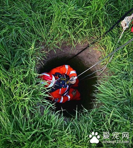 狗跌入深井里2周没人发现 它靠喝雨水活了下来