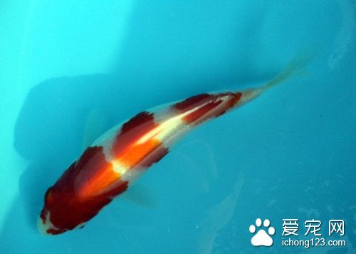 养热带鱼的方法 热带鱼的最正确饲养方法