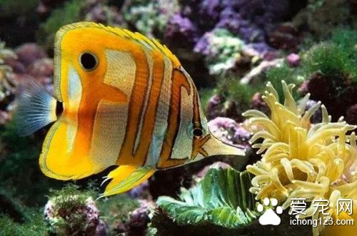 热带鱼可以加盐吗 热带鱼加盐有哪些好处