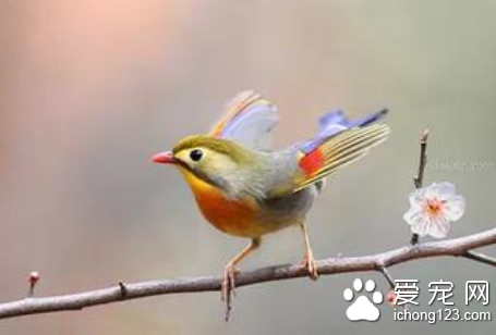 养什么鸟好 初养鸟者应选一些容易饲养的鸟类