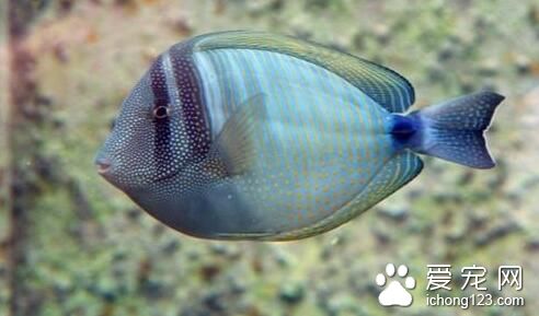 夏天热带鱼几天换水 热带鱼换水的具体方法