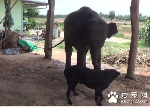 不可思议的友谊 泰国狗狗和小象同吃同睡形影不离