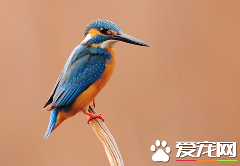 喂鸟吃什么 鸟体内不能储存食物须不断地进食