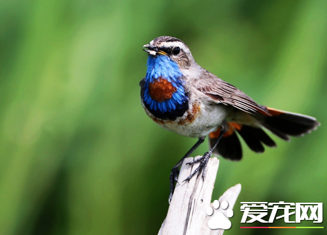 小鸟怎么喂 绝对不可以忘记喂养小鸟