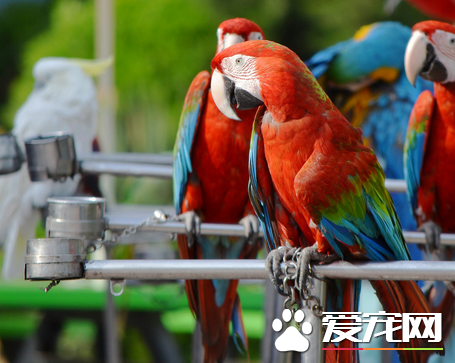 会说话的鹦鹉品种 教鹦鹉说话时应遵循以下原则