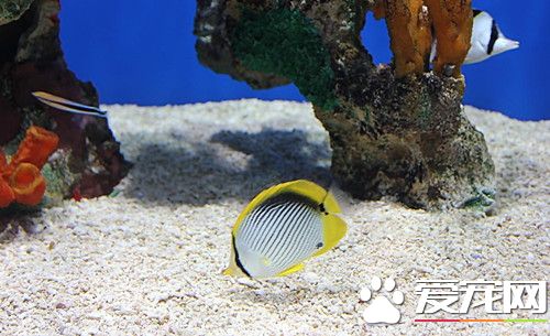 养鱼水混怎么办 解决家中鱼缸水混的4点方法