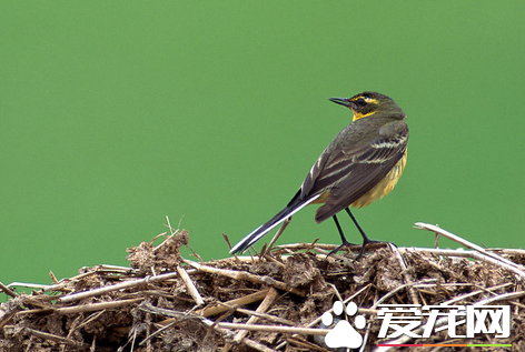 鸟的种类和生活习性 据它们生活习性不同分为8类