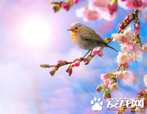 鸟的外形特点 鸟身披羽毛前肢演化成翼