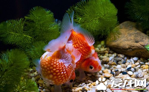 凉白开能养鱼吗 可以用凉白开水养金鱼