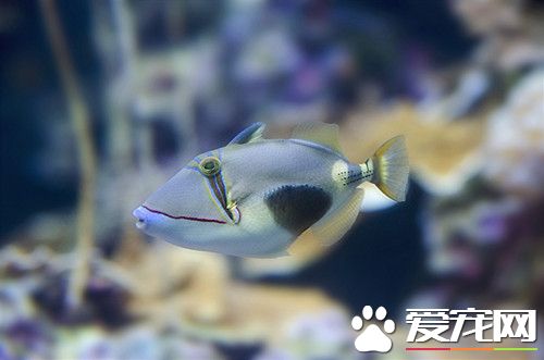 风水养鱼几条好 家庭养鱼风水知识注意事项