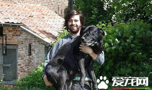 狗狗陪伴主人走过15年后 即将走到生命尽头