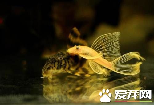 养鱼几天换一次水 养鱼换水需要注意的事项