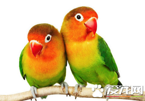 会说话的鹦鹉 在安静的清晨来训练鹦鹉学舌