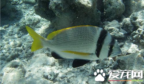 为什么养鱼要养单数 养鱼必须要注意五大原则