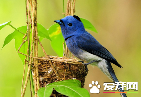 各种鸟的生活习性 鸟类在飞行时很少会迷路
