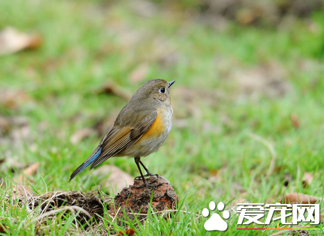 鸟是怎么交配的 大多数的雄鸟没有阴茎的